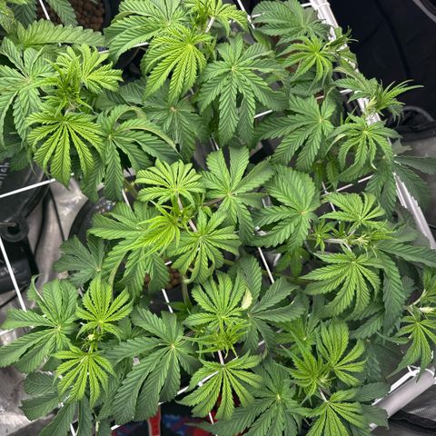 Honey Papaya #2 growlog timeline photo