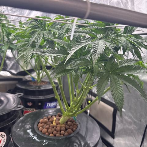 Honey Papaya #2 growlog timeline photo