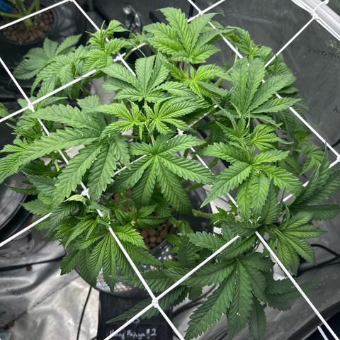 Honey Papaya #2 growlog timeline photo