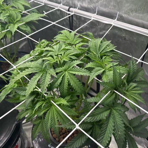 Honey Papaya #2 growlog timeline photo