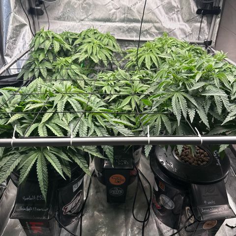 Papaya Frosting #2 growlog timeline photo