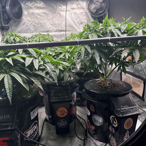 Papaya Frosting #2 growlog timeline photo