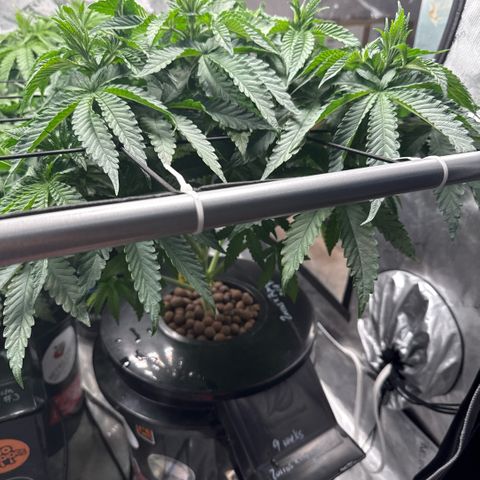 Zorros x Papaya Drip #2 growlog timeline photo