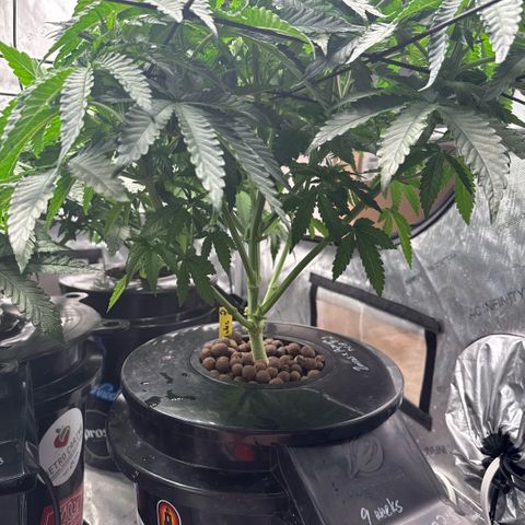 Zorros x Papaya Drip #2 growlog timeline photo