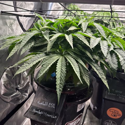 Humboldt Uppercut growlog timeline photo