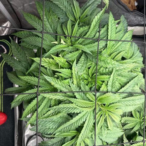 Humboldt Uppercut growlog timeline photo