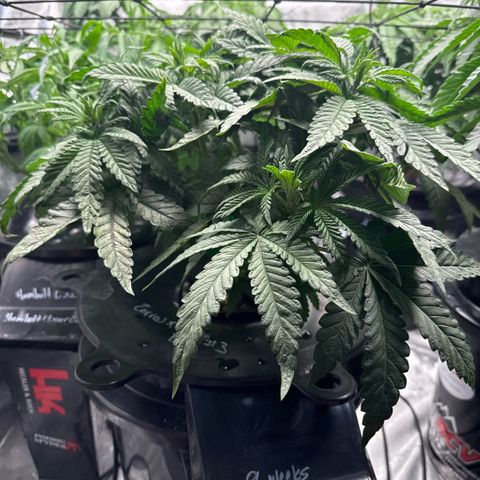 Zorros x Papaya Drip #3 growlog timeline photo