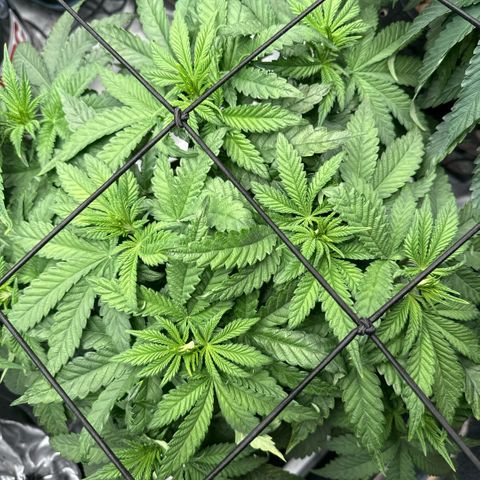 Zorros x Papaya Drip #3 growlog timeline photo