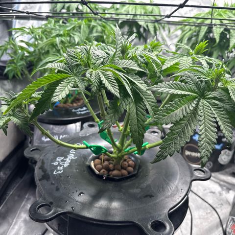 Zorros x Papaya Drip #3 growlog timeline photo