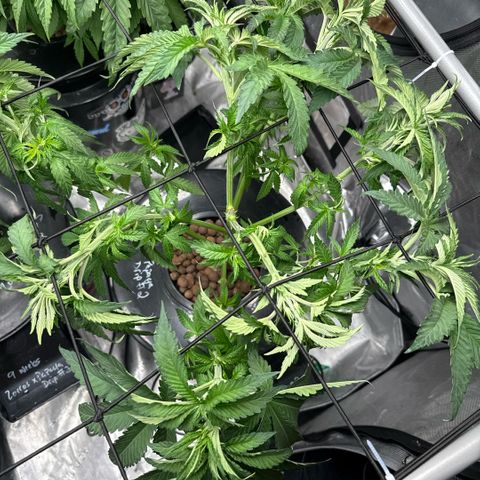 Zorros x Papaya Drip #2 growlog timeline photo