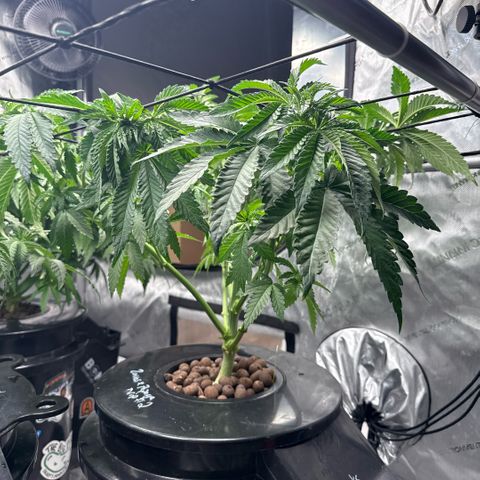 Zorros x Papaya Drip #2 growlog timeline photo