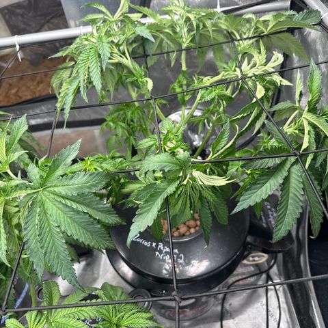 Zorros x Papaya Drip #2 growlog timeline photo