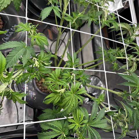 Honey Papaya #1 growlog timeline photo