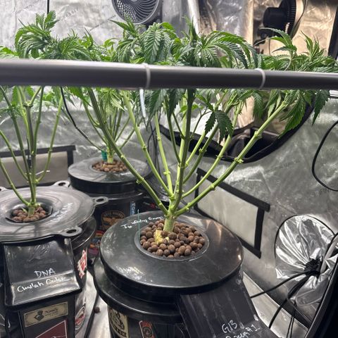 Honey Papaya #1 growlog timeline photo