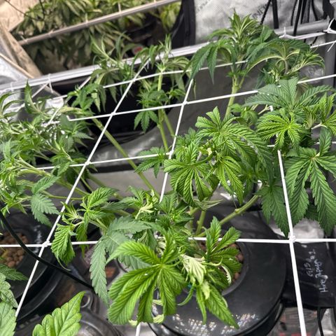 Honey Papaya #1 growlog timeline photo