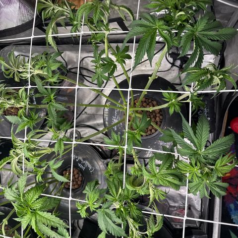 Honey Papaya #1 growlog timeline photo