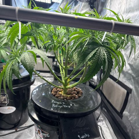 Zorros x Papaya Drip #1 growlog timeline photo