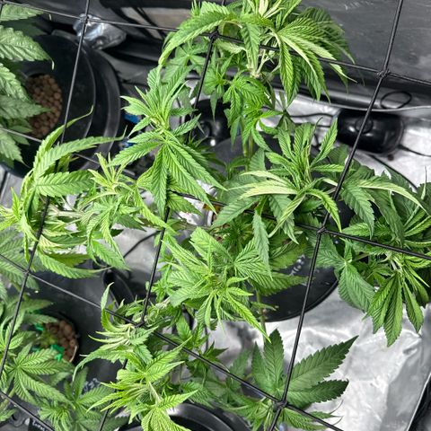 Zorros x Papaya Drip #1 growlog timeline photo