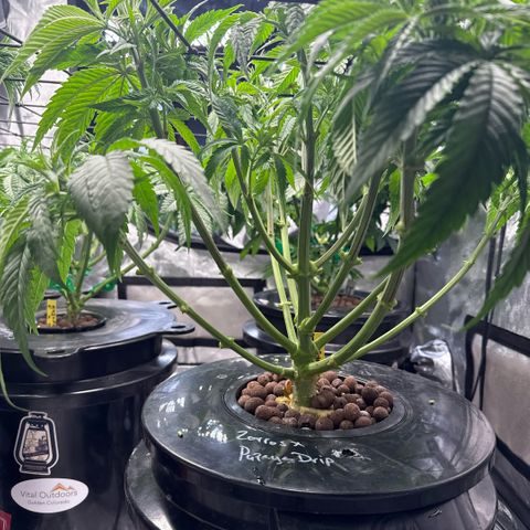 Zorros x Papaya Drip #1 growlog timeline photo