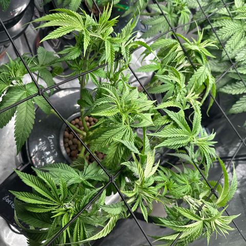 Zorros x Papaya Drip #1 growlog timeline photo