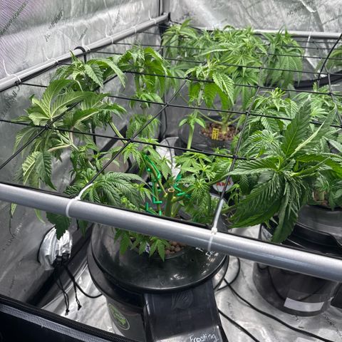 Papaya Frosting #2 growlog timeline photo