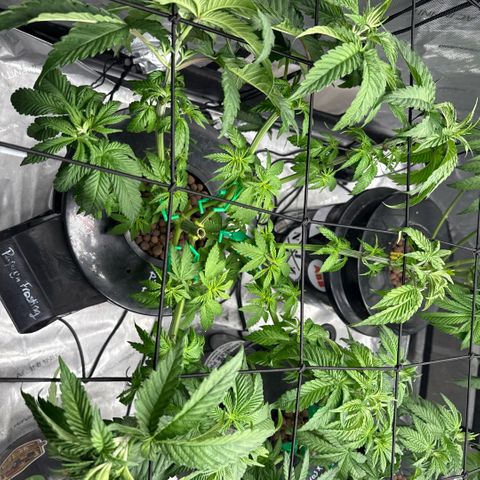 Papaya Frosting #2 growlog timeline photo