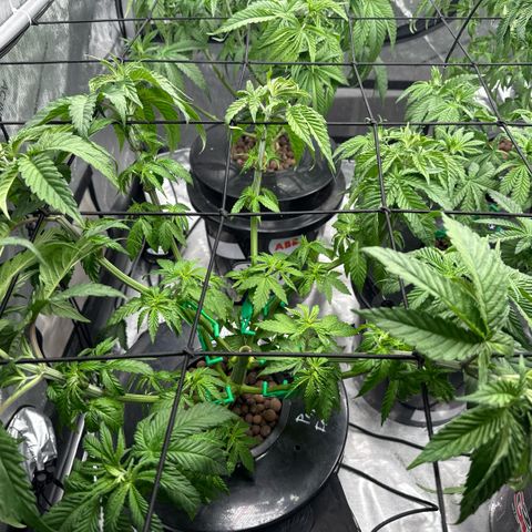 Papaya Frosting #2 growlog timeline photo