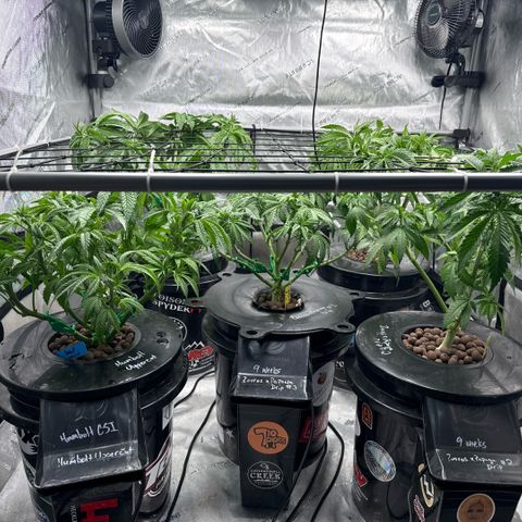 Papaya Frosting #2 growlog timeline photo