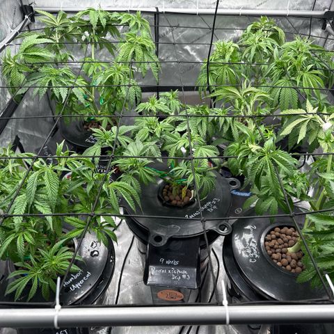 Papaya Frosting #2 growlog timeline photo