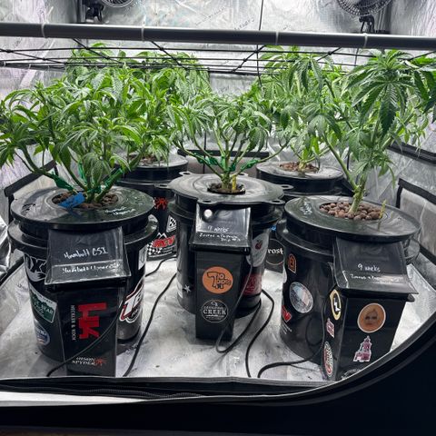 Papaya Frosting #2 growlog timeline photo