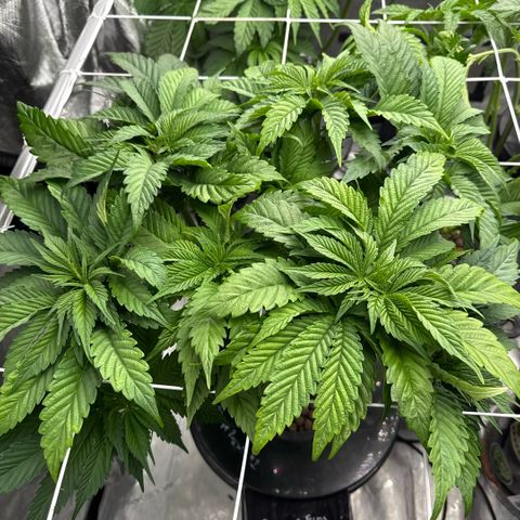 Mimosa x Orange Punch #1 growlog timeline photo