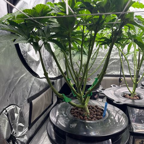 Mimosa x Orange Punch #1 growlog timeline photo