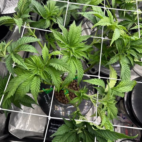 Mimosa x Orange Punch #1 growlog timeline photo