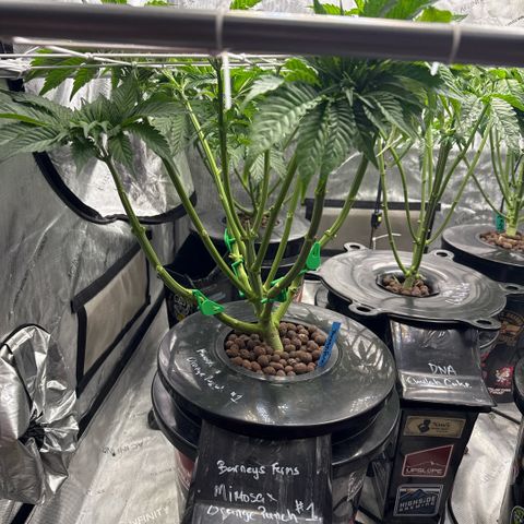 Mimosa x Orange Punch #1 growlog timeline photo