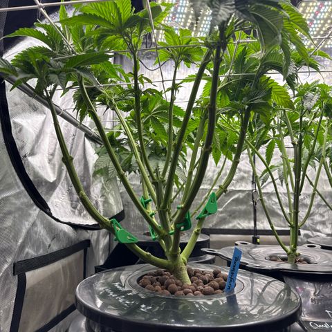Mimosa x Orange Punch #1 growlog timeline photo