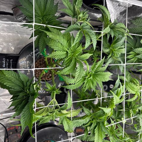 Mimosa x Orange Punch #1 growlog timeline photo