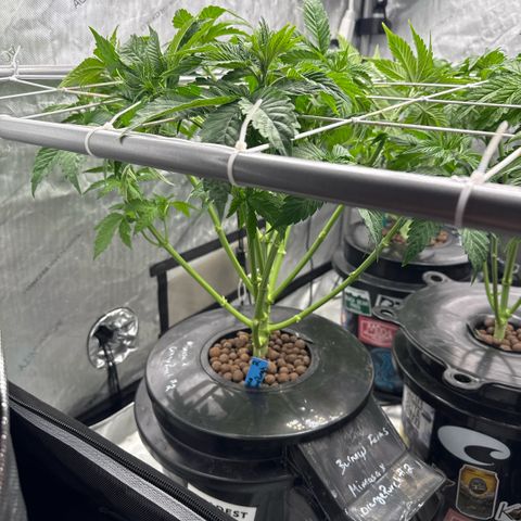 Mimosa x Orange Punch #2 growlog timeline photo