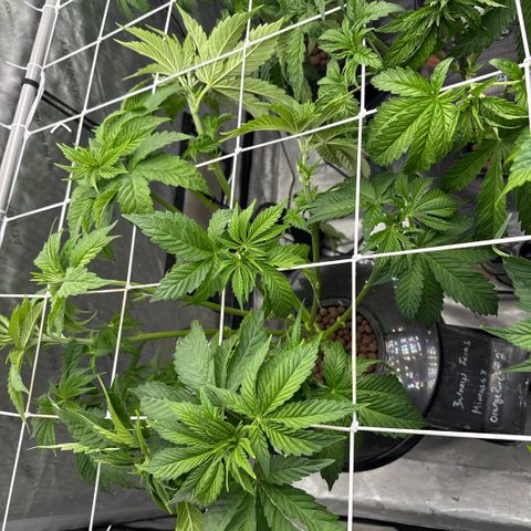 Mimosa x Orange Punch #2 growlog timeline photo