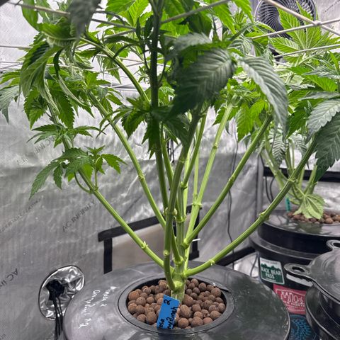 Mimosa x Orange Punch #2 growlog timeline photo