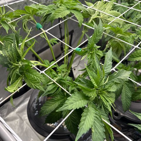 Mimosa x Orange Punch #2 growlog timeline photo