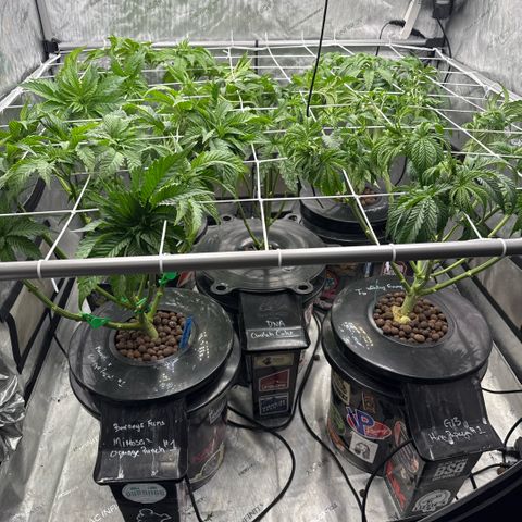 Honey Papaya #2 growlog timeline photo