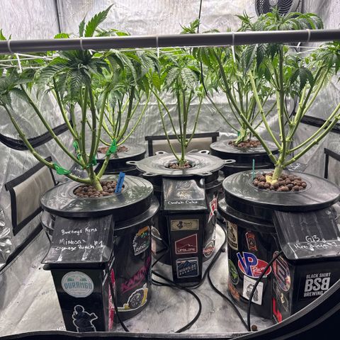 Honey Papaya #2 growlog timeline photo