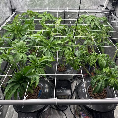 Honey Papaya #2 growlog timeline photo