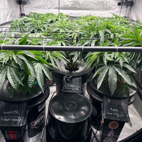 Papaya Frosting #2 growlog photo: Canopy update. Daily training. 