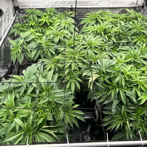 Papaya Frosting #2 growlog photo: Canopy update. Daily training. 
