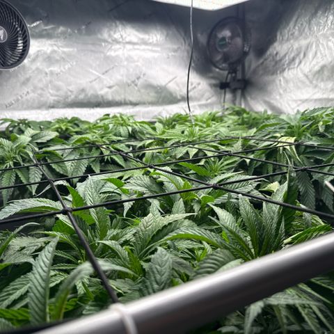 Papaya Frosting #2 growlog photo: Canopy update. Daily training. 