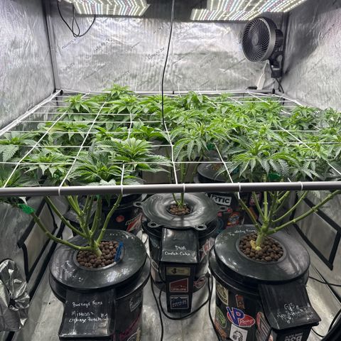 Honey Papaya #2 growlog photo: Canopy update. Daily training, recent defoliation. 