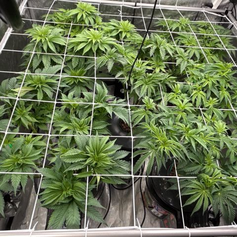 Honey Papaya #2 growlog photo: Canopy update. Daily training, recent defoliation. 