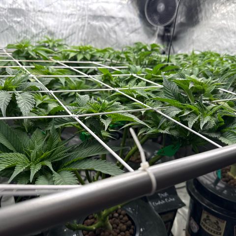 Honey Papaya #2 growlog photo: Canopy update. Daily training, recent defoliation. 