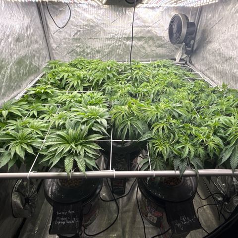 Honey Papaya #2 growlog timeline photo